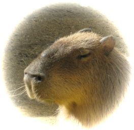 2005-10kapi.jpg