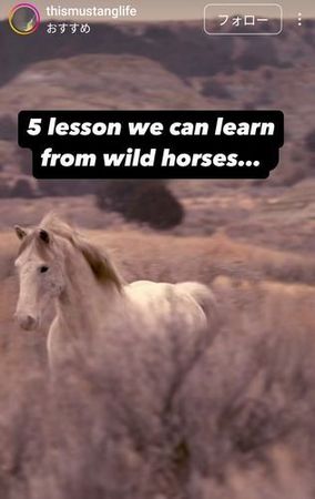 5lessonsfromwildhorses_small.jpg
