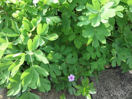 長命草small花はニチニチソウ.jpg