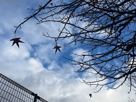 IMG_2025-01-13-085049.jpeg