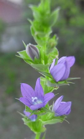 Triodanis_perfoliata.jpg