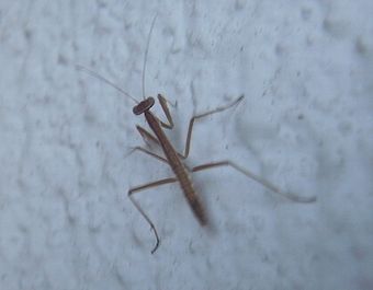 baby_mantis.jpg