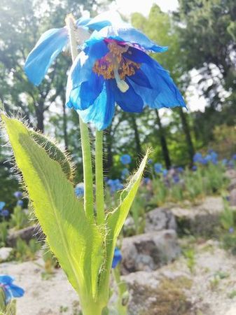 bluepoppy_s.jpg