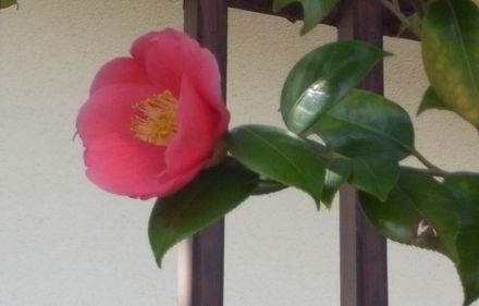 camellia.jpg