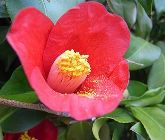 camellia.jpg