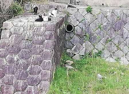 cats_s.jpg
