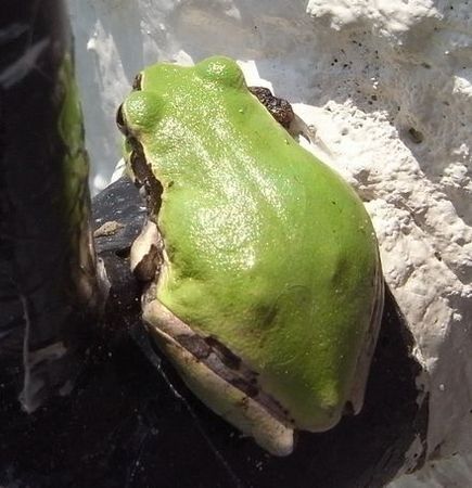 frog2.jpg