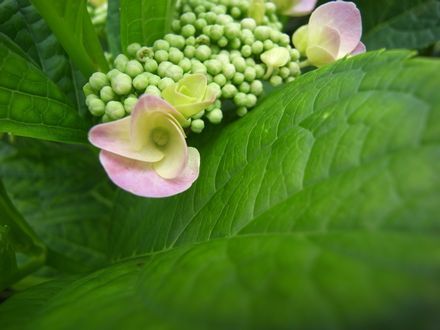 hydrangea.jpg