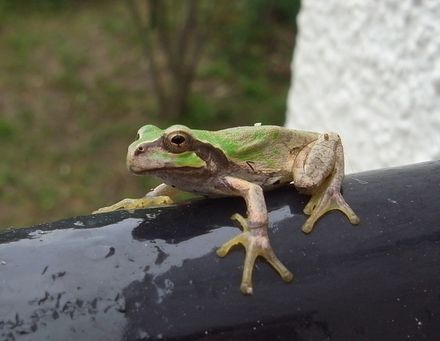 hyla.jpg