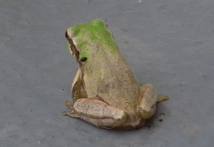 hyla2.jpg