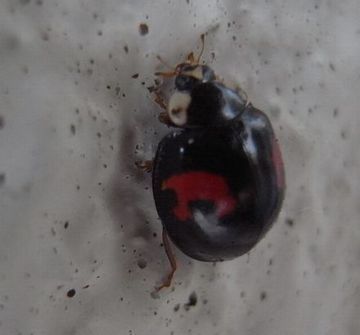 ladybug.jpg