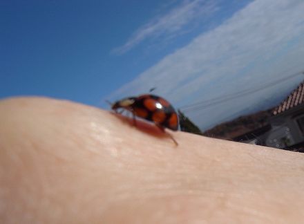 ladybug.jpg