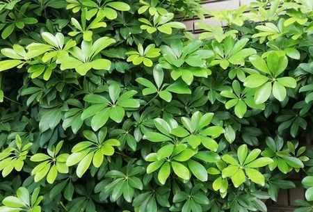 leaves.jpg