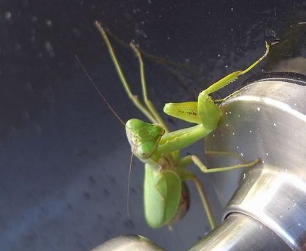 mantis.jpg