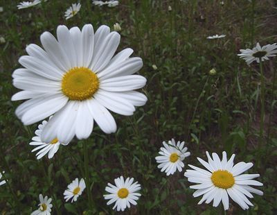 marguerite.jpg