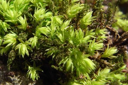 moss.jpg