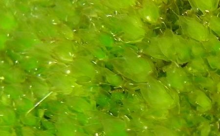 moss1.jpg