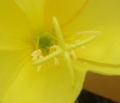 oenothera.jpg
