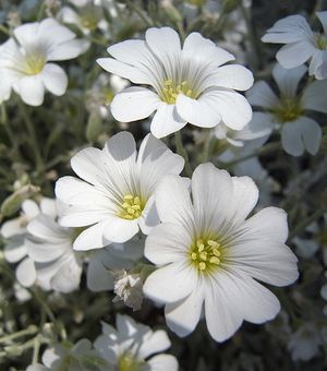 oxalis.jpg