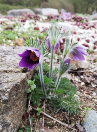 pulsatilla_vulgaris_s.jpg