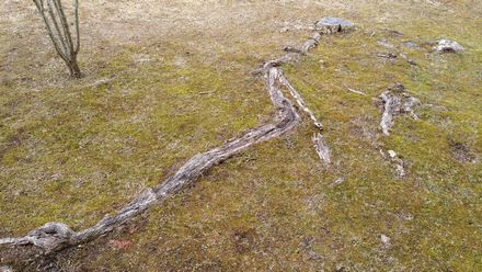 roots_s.jpg