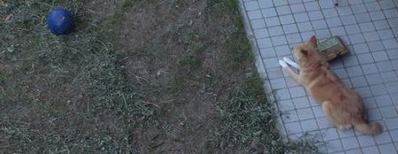 sakura1.jpg
