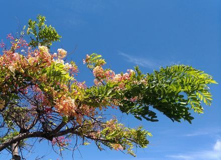 showertree.jpg