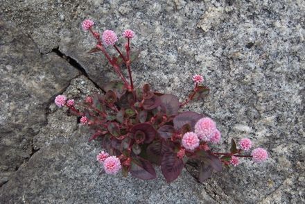 smartWeed.jpg