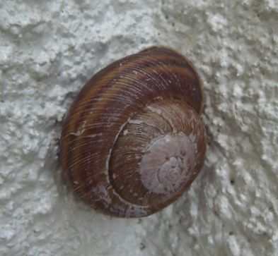 snail.jpg