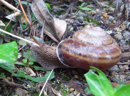 snail2.jpg
