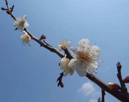 ume.jpg