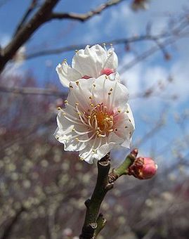 ume.jpg