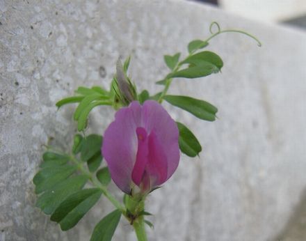 vetch2.jpg