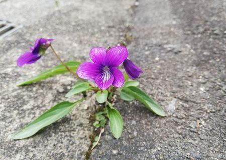 violetHP_s.jpg
