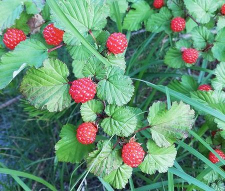 wildberry_s.jpg