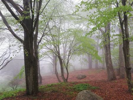 woods_s.jpg